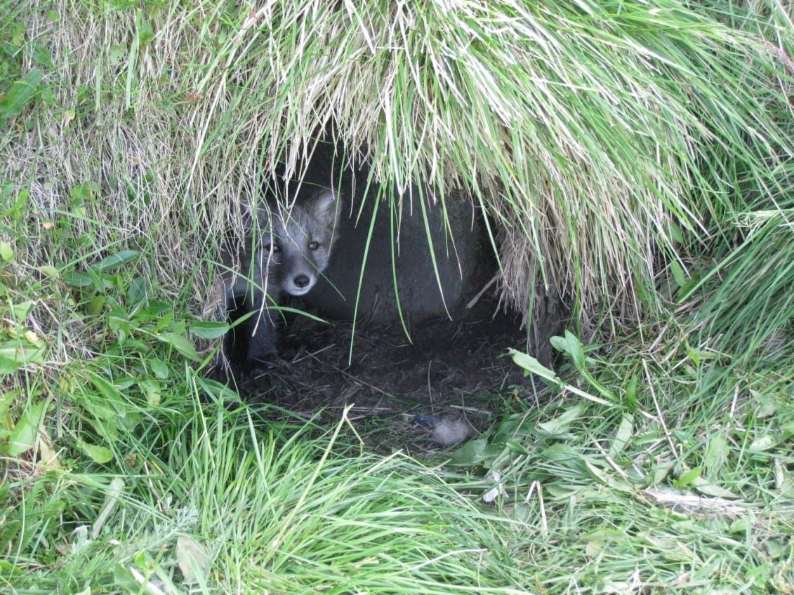 Fuchs Du Hast Das Lamm Gestohlen Der Isl Ndische Polarfuchs