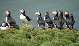 Papageitaucher - Im guten Jahr gibt es 6-8 Millionen Paare auf Island