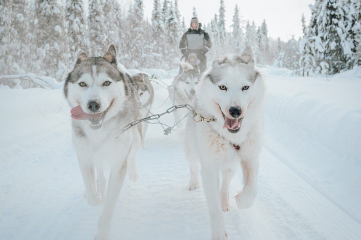 Lappland Highlights – Komfort & nah an der Natur